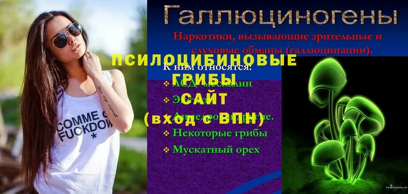 закладка  Лобня  Галлюциногенные грибы Psilocybe 